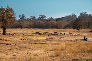 Fototapeta na wymiar African Savannah landscape with impala and baboons drinking water in the distance. 