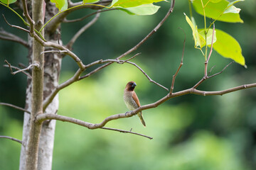 Scaly - breasted munia