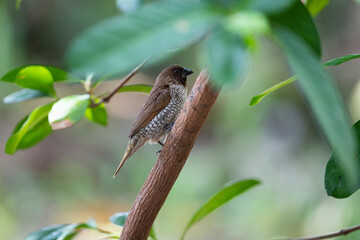 Scaly - breasted munia