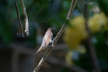 Obraz premium Scaly - breasted munia