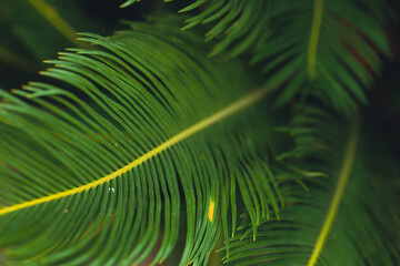 nature poster. palm leaves - 457149435