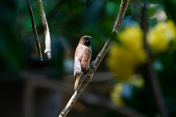 Scaly - breasted munia