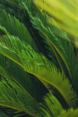 nature poster. palm leaves - 457149457