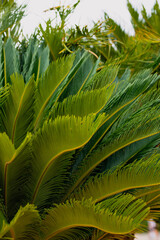 nature poster. palm leaves - 457149499