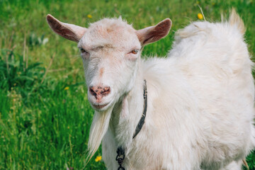 White geese walking on the meadow with green grass at farm. Domestic birds.