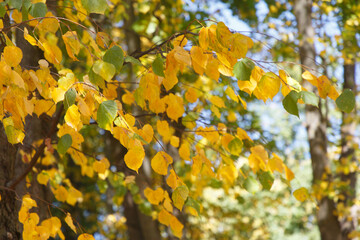 Autumn colored leaves in the forest