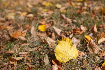 falling leaf on the grass in Autumn