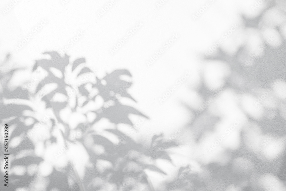 Poster leaf shadow and light on wall blur background. nature tropical leaves tree branch shadow overlay eff