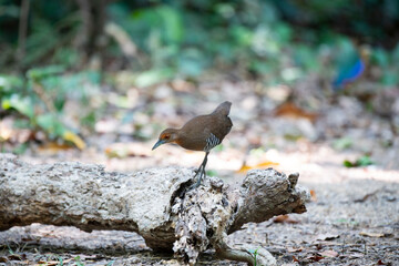 Slaty - legged Crake