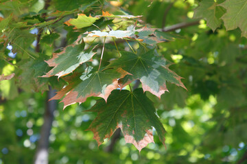 Autumn colored leaves in the forest