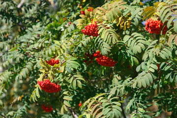 a bunch of rowan in the park in Autumn