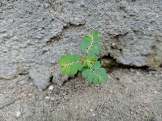 Small plant sprout on the ground