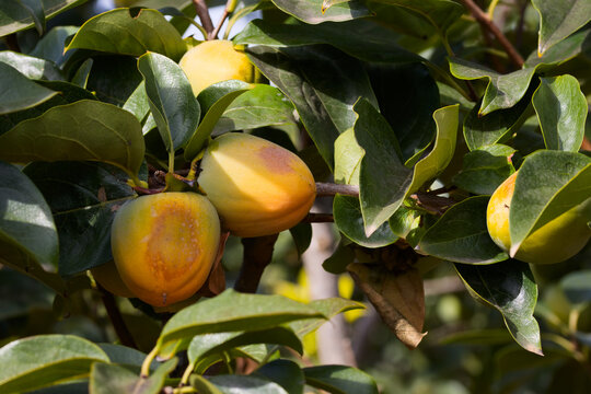 Branch with persimmons affected by exposure to the sun, a physiopathy known as "planchado"