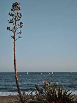 &Aacute;rbol Pitera Almeriense en el mar, Pita