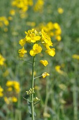 Obraz premium A rape field in Brittany