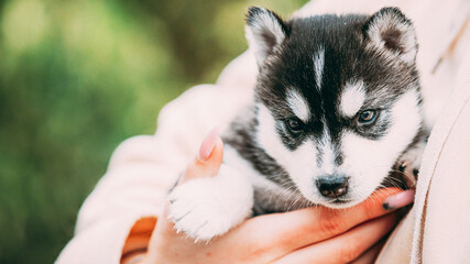 Four-week-old Husky Puppy Of White-gray-black Color Sitting In Hands Of Owner