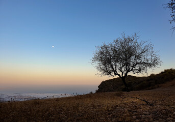 Obraz premium Árbol en un mirador hacia el mar en un atardecer 