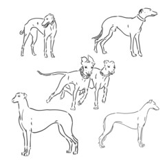 greyhound dog freehand pencil, hand drawn, isolated on white background.