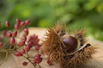栗のいが、栗の実とガマズミ