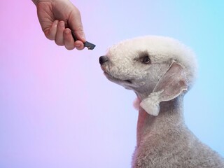 White Bedlington terrier. Charming pet in studio on color background. dog with funny hairstyle