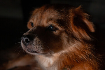 Close-up of golden yellow domestic male dog relaxing in the yard, has a very cute and adorable face