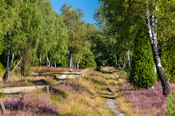 The Lueneburg Heath Nature Park (German: Naturpark Lüneburger Heide) near Oberhaverbeck in Lower Saxony, Germany.	