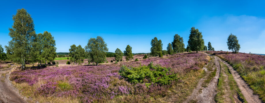 The Lueneburg Heath Nature Park (German: Naturpark L&uuml;neburger Heide) near Oberhaverbeck in Lower Saxony, Germany.	