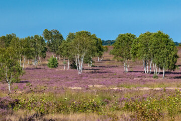 The Lueneburg Heath Nature Park (German: Naturpark Lüneburger Heide) near Oberhaverbeck in Lower Saxony, Germany.	