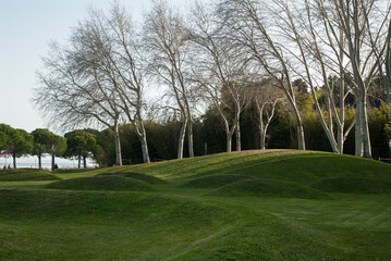 Obraz premium Trees in the park on a hilly lawn