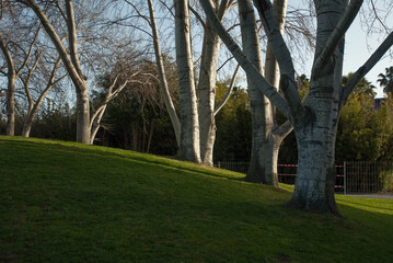 Trees in the park on a hilly lawn