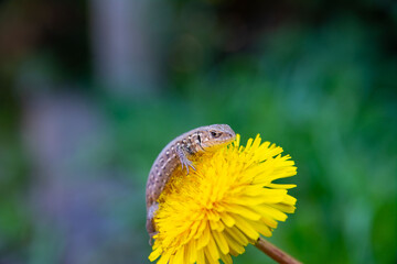 Lacerta vivipara or common lizard sits on a yellow dandelion.