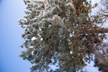 A tree with snowy branches