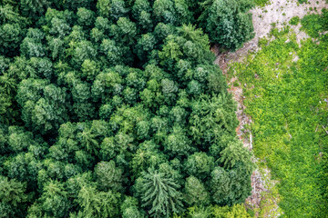 Top view of a forest