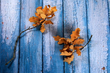 two oak tree branches with dry yellow oak leaves on the background of an old blue wooden background. Autumn illustration