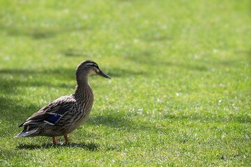 Solitary duck stands in bright green grass on a sunny day. Space for text