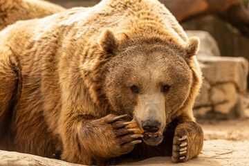 Obraz premium Brown bear on rocks at the zoo Concept of conservation of wildlife in captivity