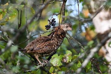 Ruffed Grouse sits perched in a tree in the forest 