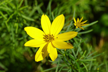 Obraz premium Flowering Thread-leaf coreopsis, Tickseed (Coreopsis verticillata). Family Asteraceae or Compositae. Summer in a Dutch garden. Blurred leaves. September, Netherlands. 