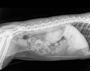 Digital X-ray (röntgen photo) of the abdomen of a healthy cat. Veterinary Clinic. Isolated on black