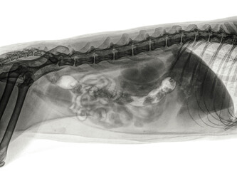 Digital X-ray of a side view of the abdomen of a cat. Isolated on white