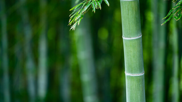 竹林 © naka