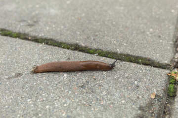 A slug, or a snail without a shell, crawls along the path