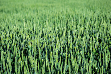 A full-screen view of a green wheat field with selective focus.