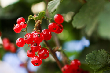 close red currant hanging on the branches of a bush, vitamins in the garden