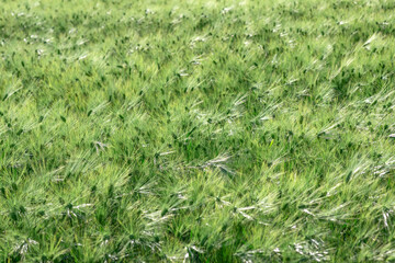 A full-screen view of a green barley field with selective focus.