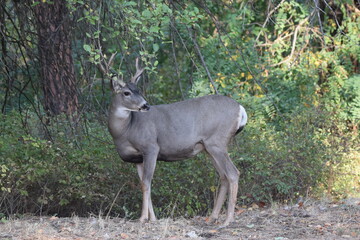Mule deer buck in wooded area. 