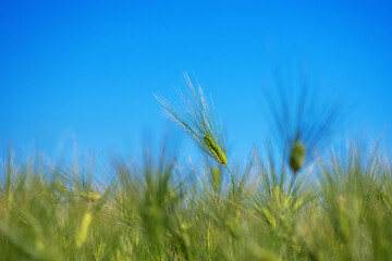 A green barley ear in a field under a blue sky with a selective focus.