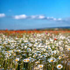 A field of white daisies with a selective focus in the foreground, a square frame.