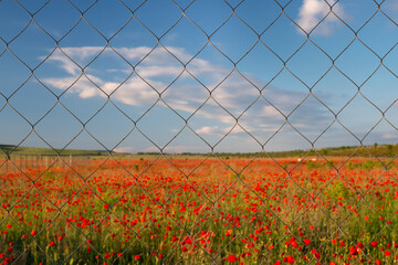 A blurred landscape with a red poppy field behind a mesh chain link fence.