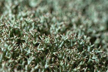 Full-screen macro view of gray-green lichen (Cladonia) with selective focus